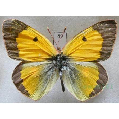 Colias croceus (Geoffroy, 1785) male Szlaczkoń sylwetnik Czech89